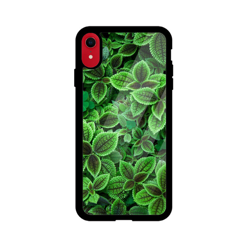 Minty Marvel