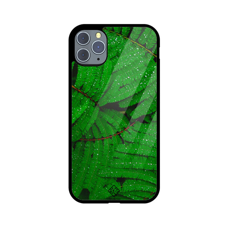 Fern Forest