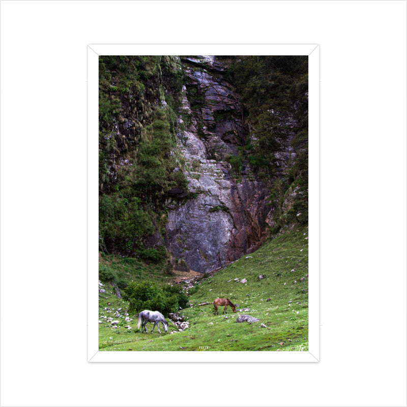 Horses in the Highlands Photo Poster